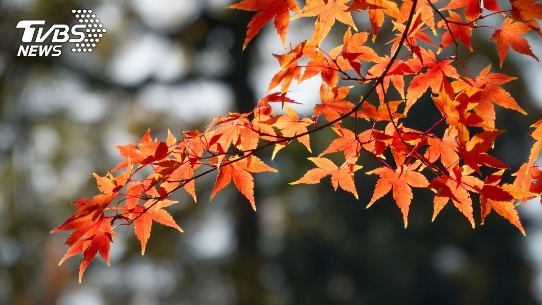 23日將迎來秋分,4生肖恐受「墓星」影響陷入財務停滯期。(示意圖/shutterstock達志影像) 23日將迎來秋分,4生肖恐受「墓星」影響陷入財務停滯期。(示意圖/shutterstock達志影像)