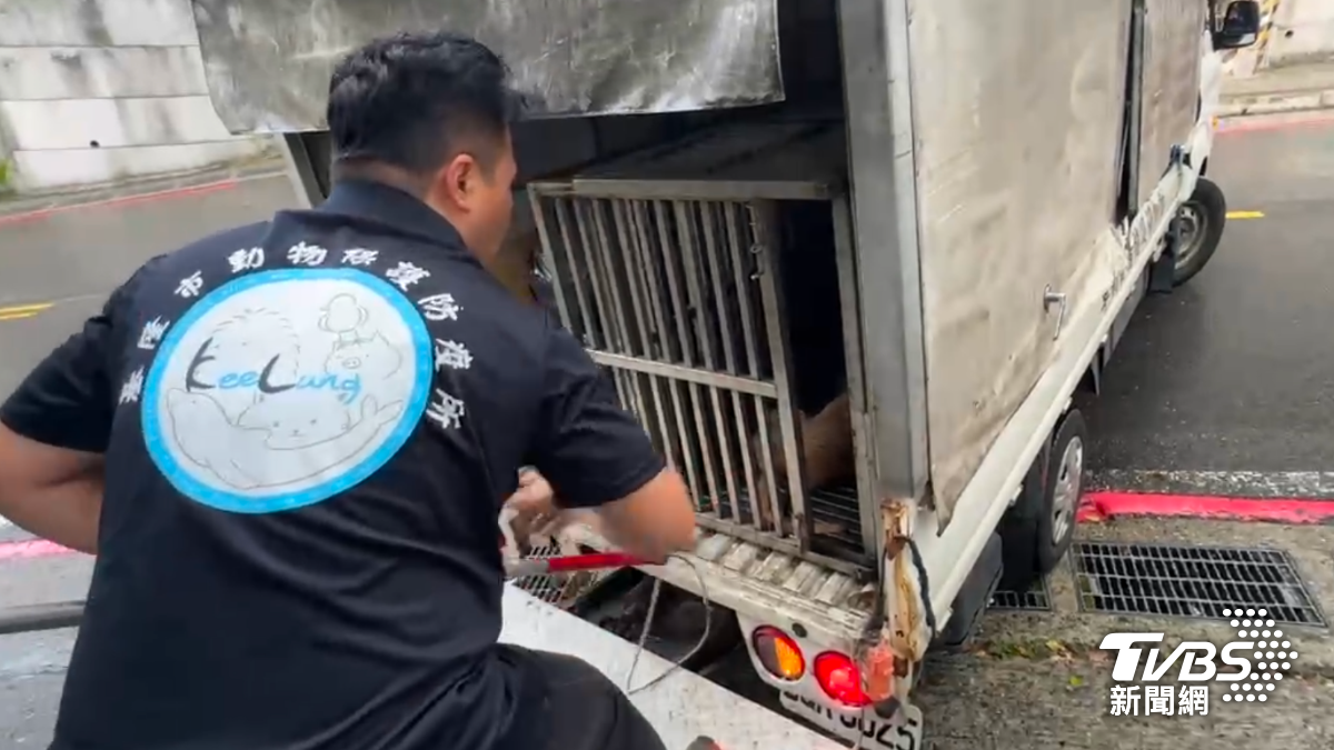 基隆市動物保護防疫所抓捕該犬隻。(圖/TVBS) 基隆市動物保護防疫所抓捕該犬隻。(圖/TVBS)